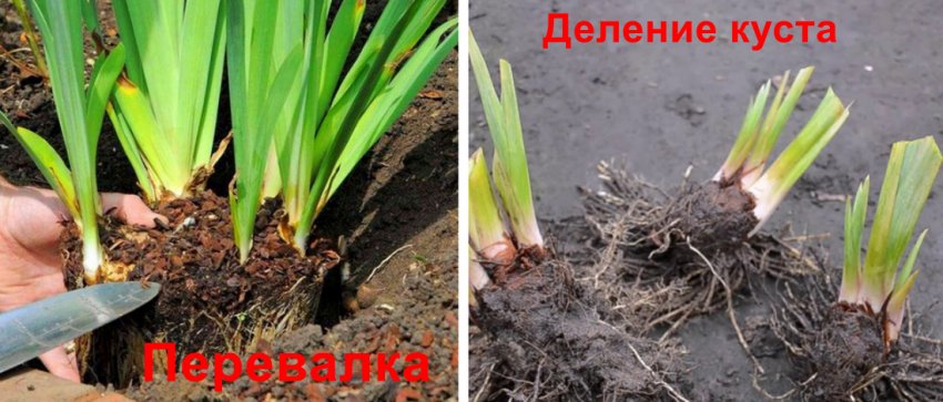Чем подкормить ирисы осенью после обрезки. Смотреть фото Чем подкормить ирисы осенью после обрезки. Смотреть картинку Чем подкормить ирисы осенью после обрезки. Картинка про Чем подкормить ирисы осенью после обрезки. Фото Чем подкормить ирисы осенью после обрезки