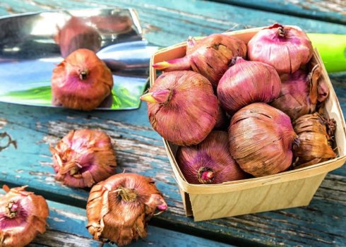 Осінній догляд за гладіолусами і підготовка квітів до зими