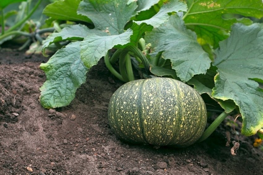 Гарбуз голонасінних Міранда Гарбуз голонасінних Міранда