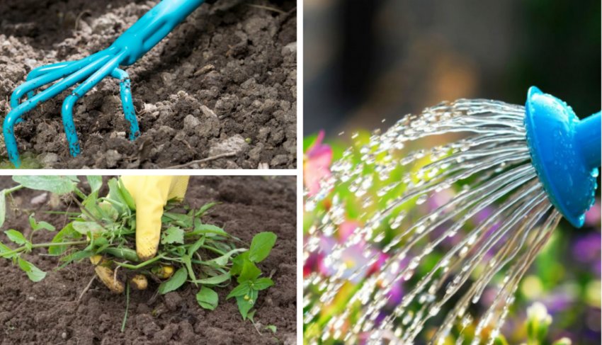 Осінній догляд за гладіолусами