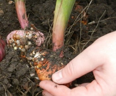 Пересадка гладіолусів