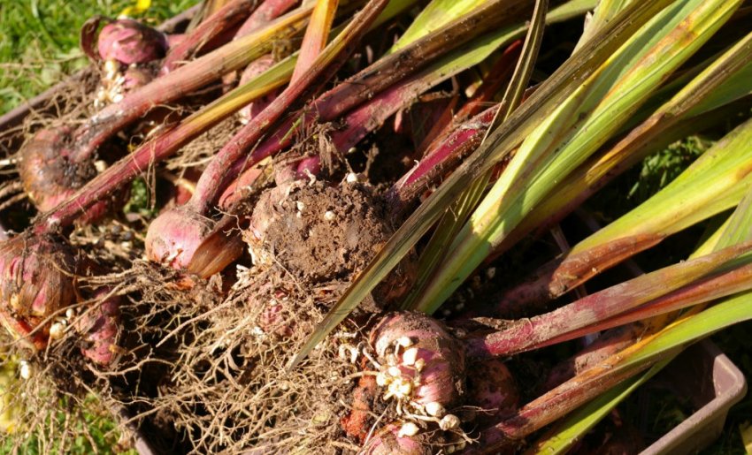 Пересадка гладіолусів Пересадка гладіолусів