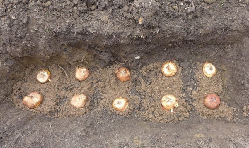 Посадка цибулин гладіолусів Посадка цибулин гладіолусів