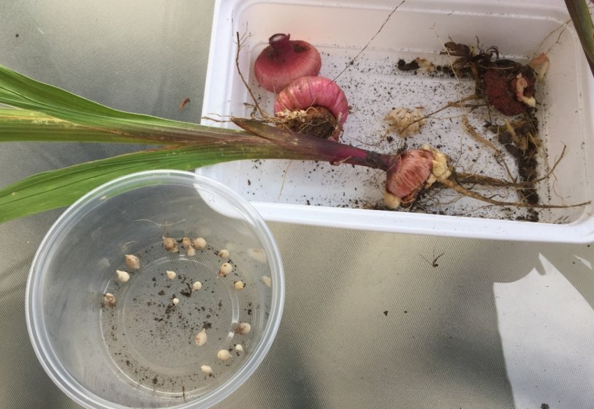 Цибулини і дітки гладіолусів Цибулини і дітки гладіолусів