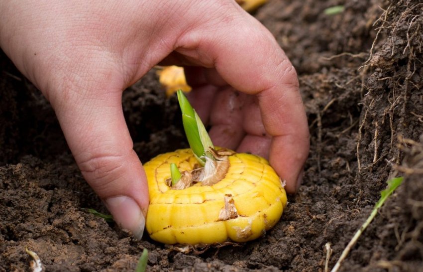 Посадка гладіолусів Посадка гладіолусів