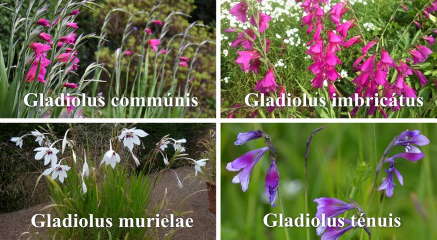 Види гладіолусів Види гладіолусів