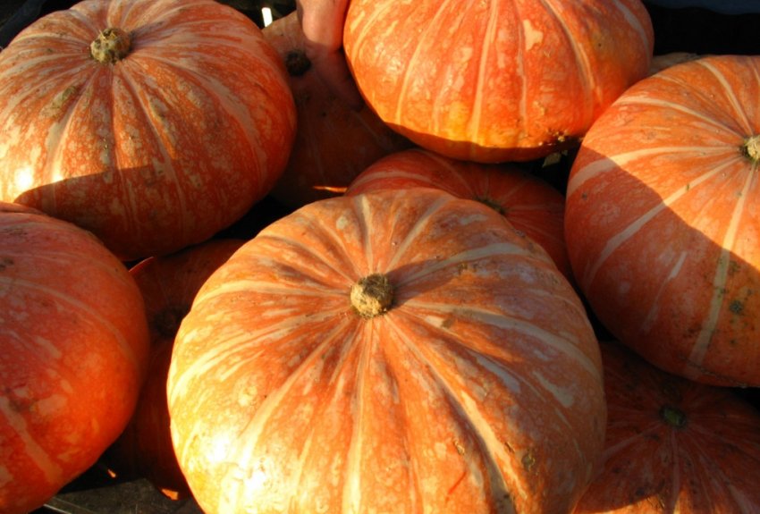 Гарбуз голонасінних Ольга Гарбуз голонасінних Ольга