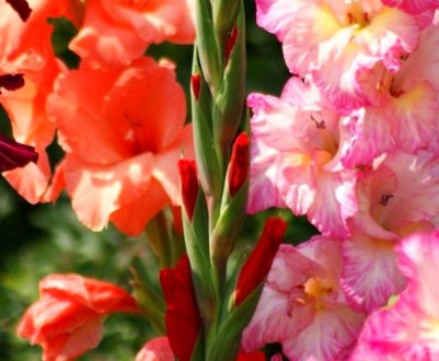 Потрібно підв'язувати гладіолуси і як це зробити