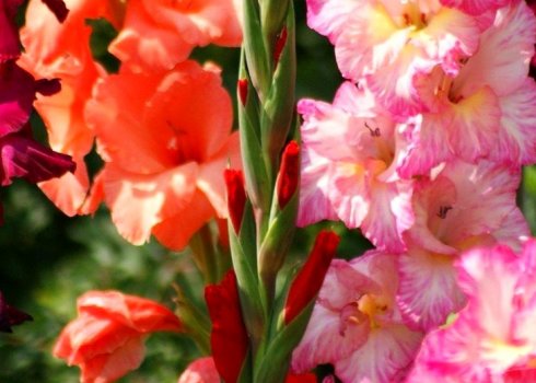 Потрібно підв'язувати гладіолуси і як це зробити