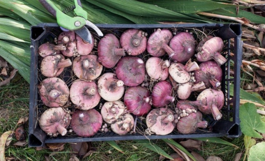 Цибулини гладіолусів Цибулини гладіолусів