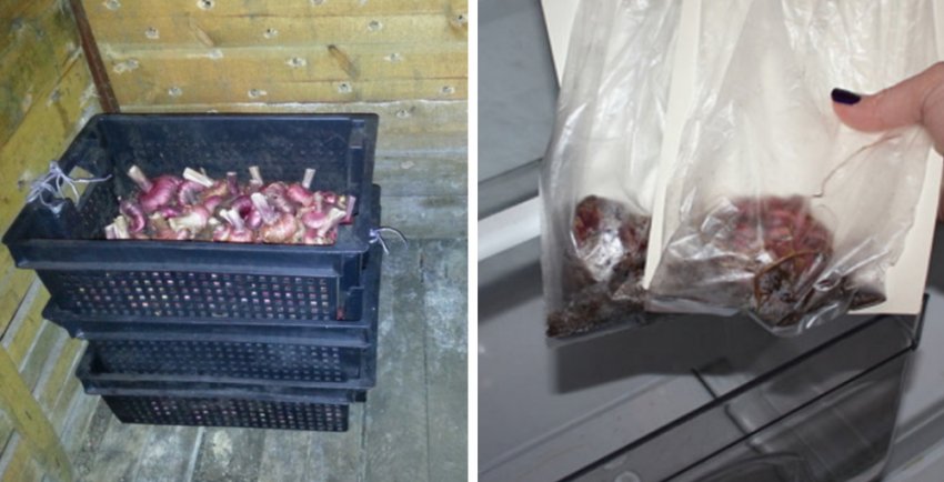 Зберігання гладіолусів