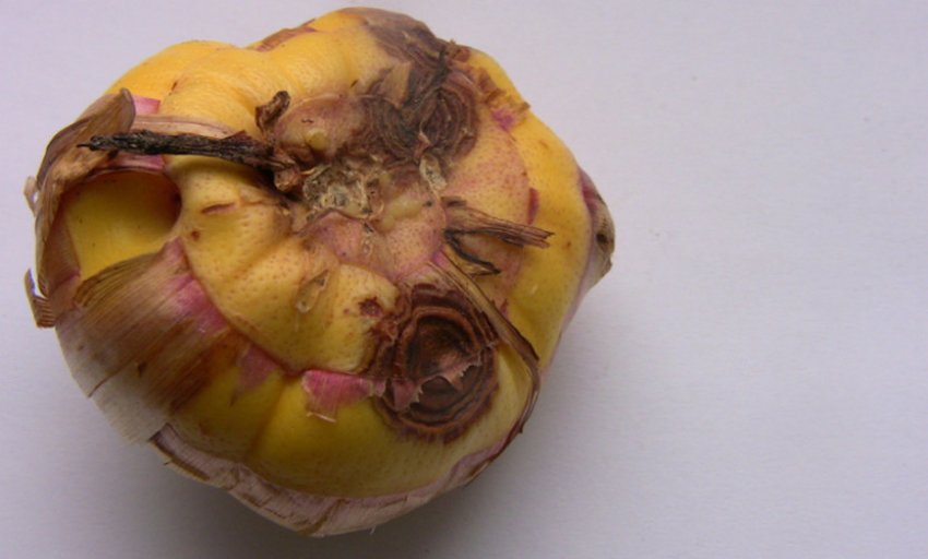 Фузаріоз гладіолусів Фузаріоз гладіолусів