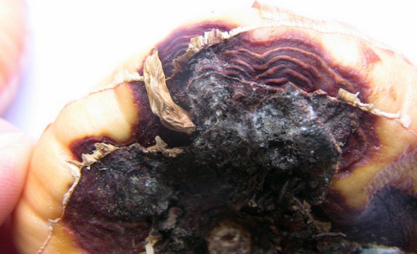 Сіра гниль гладіолусів Сіра гниль гладіолусів