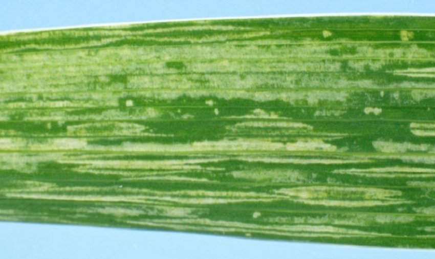 Мозаїка гладіолусів Мозаїка гладіолусів