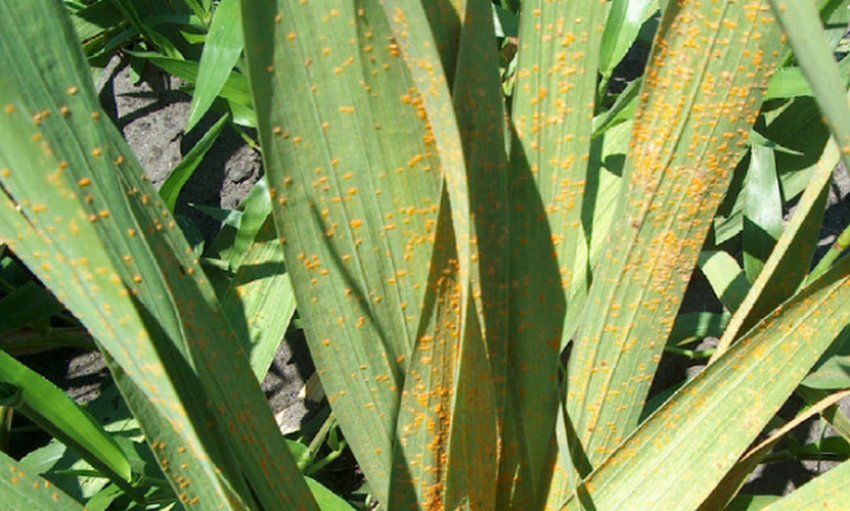 Жовтяниця гладіолусів Жовтяниця гладіолусів