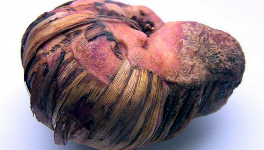 Рак на бульбах гладіолусів Рак на бульбах гладіолусів