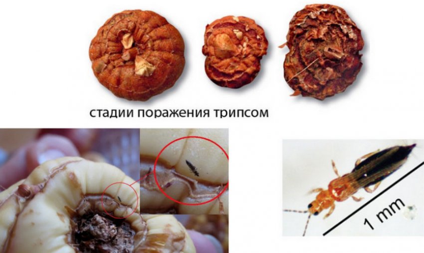 Трипси на гладіолуса Трипси на гладіолуса