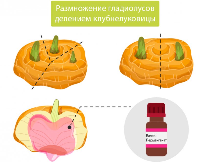 Розмноження гладіолусів діленням