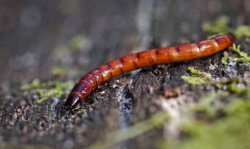 Личинки дротянки Личинки дротянки