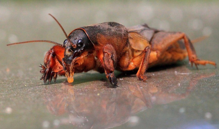 Жук-капустянка Жук-капустянка