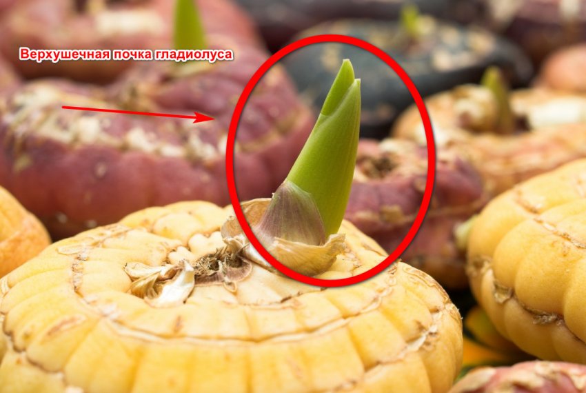 Верхівкова брунька гладіолуса