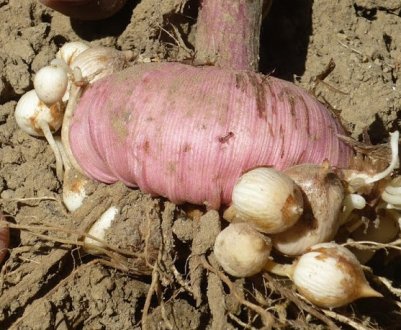 Як розмножувати гладіолуси