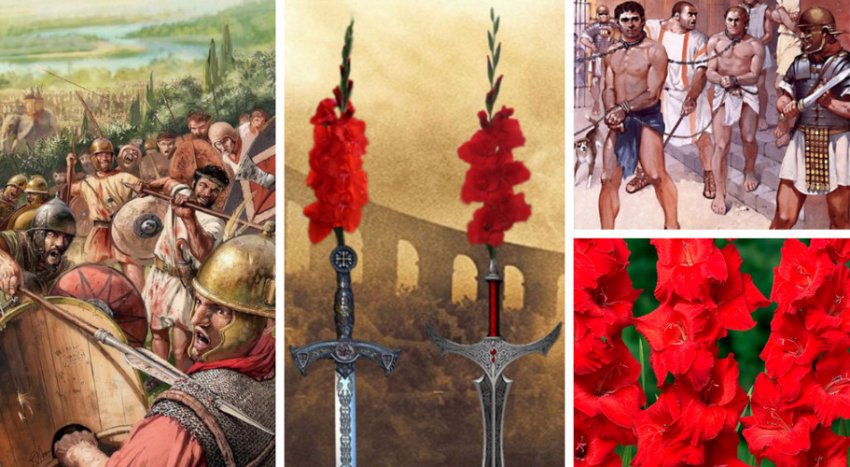 Легенда про гладіолуса Легенда про гладіолуса