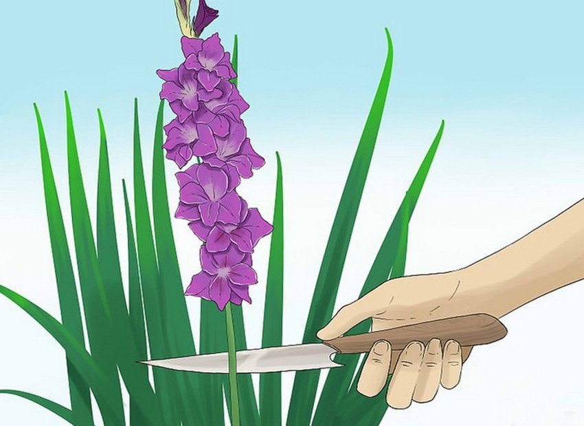 Коли зрізати гладіолуси