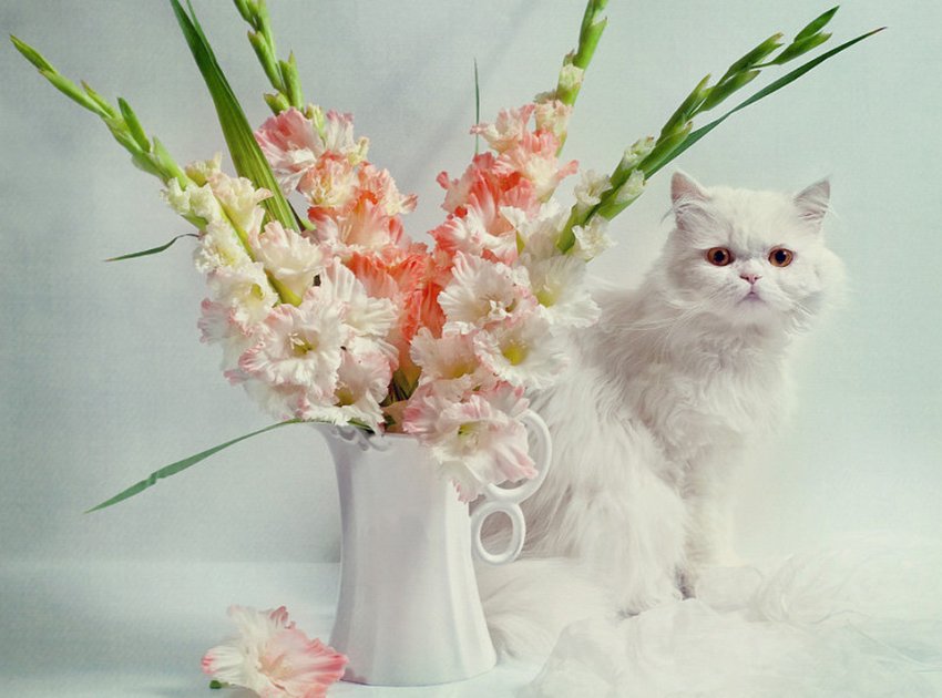 Гладіолуси у вазі