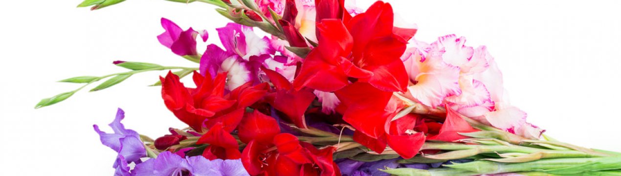 Як зрізати гладіолуси для букета