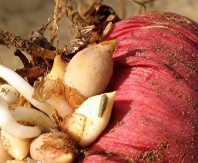 Як отримати діток гладіолуса і як їх застосувати