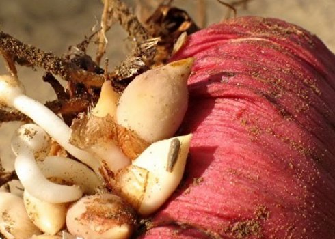 Як отримати діток гладіолуса і як їх застосувати