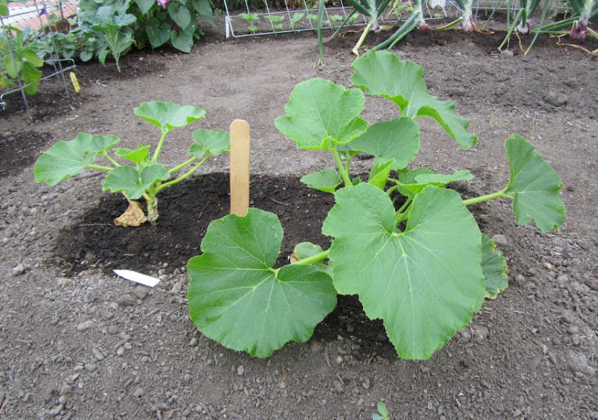 Місце для висадки гарбуза Місце для висадки гарбуза