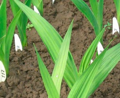 Причини, чому не цвітуть гладіолуси, як змусити цвісти