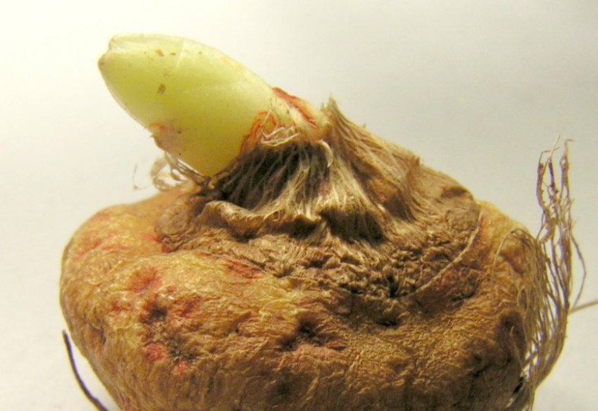 Ріст пагона гладіолуса