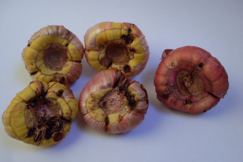 Хворобливі примірники гладіолуса