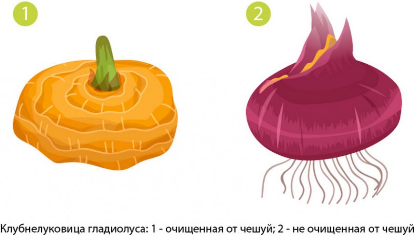 Луската і очищена бульбоцибулина гладіолуса