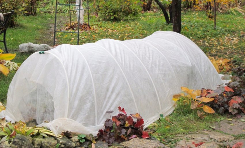 Укриття квітів на зиму