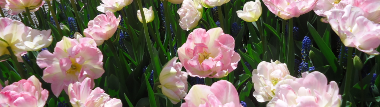 Опис і особливості вирощування тюльпана Finola