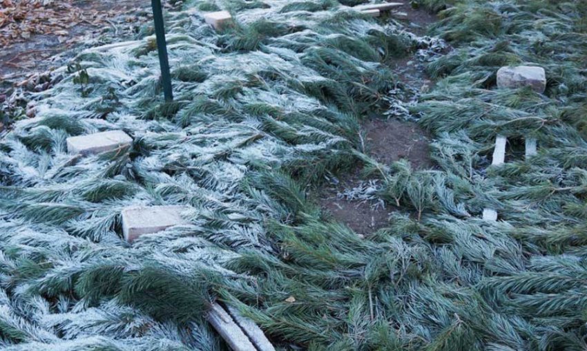 Укриття тюльпанів на зиму