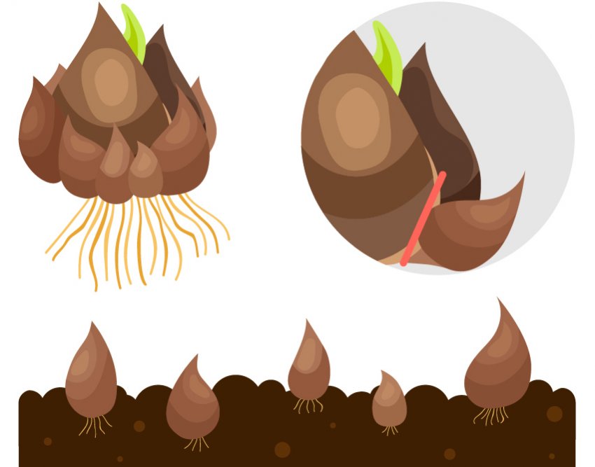 Розмноження тюльпанів дітками