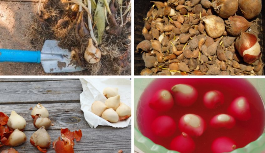 Підготовка цибулин тюльпана до посадки