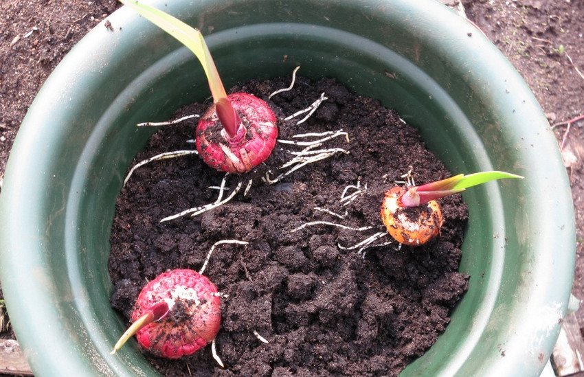 Пророщування гладіолусів перед висадкою