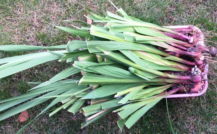 Обрізка гладіолусів перед пересадкою Обрізка гладіолусів перед пересадкою