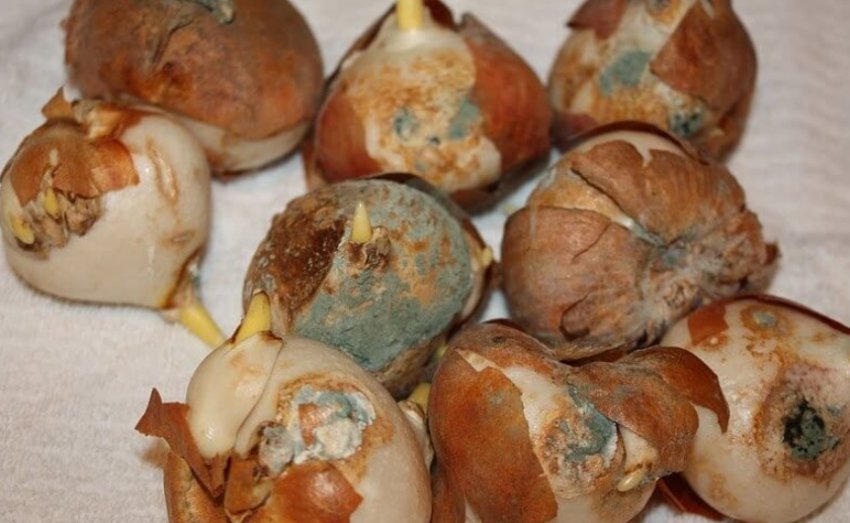 Грибкове захворювання цибулин тюльпана