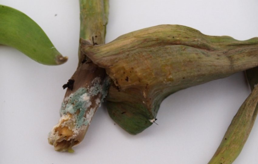 Сіра цвіль на тюльпанах