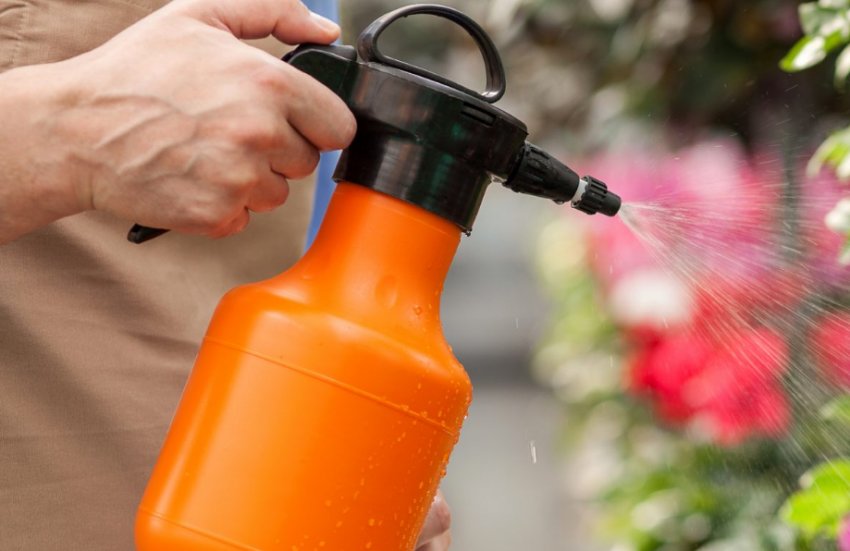 Обробка від хвороб і шкідників тюльпанів