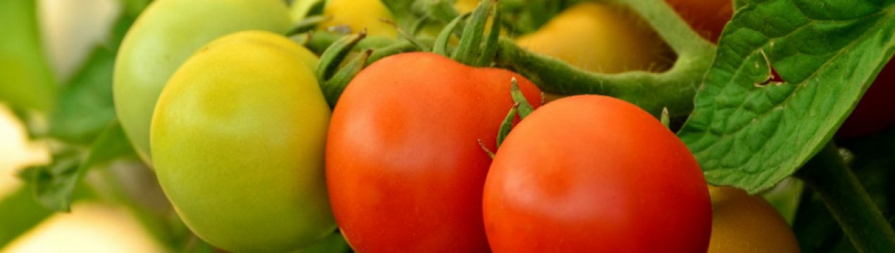 Помідори в теплиці «жирують»: заходи боротьби та профілактики