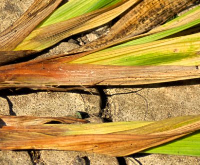 Причини того, що гладіолуси жовтіють і сохнуть, заходи боротьби