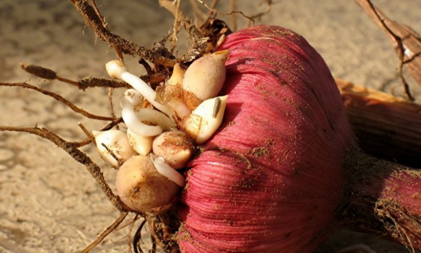 Бульбоцибулина гладіолуса з дітками Бульбоцибулина гладіолуса з дітками